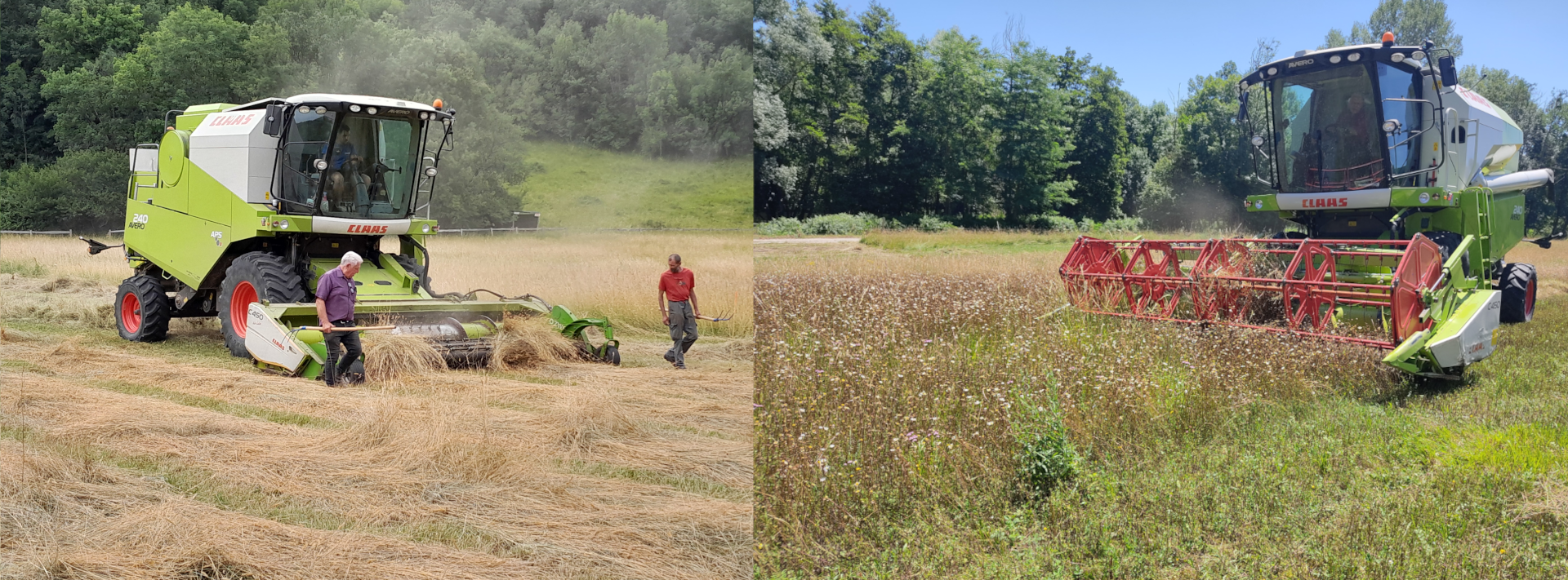 Moisson de prairie